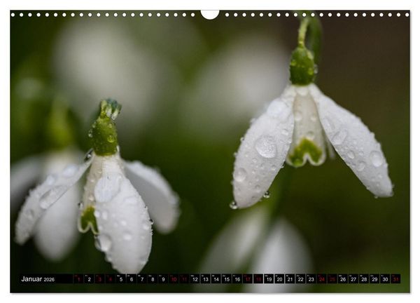 Produktbild: Fr&uuml;hlingsbl&uuml;her - Farbenpracht nach dem Winter (Wandkalender 2026 DIN A3 quer), CALVENDO Monatskalender