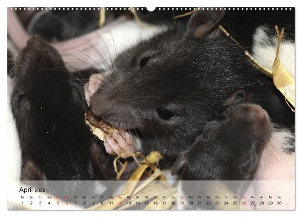 Produktbild: Ratten - Gelehrige Haustiere (Wandkalender 2026 DIN A2 quer), CALVENDO Monatskalender