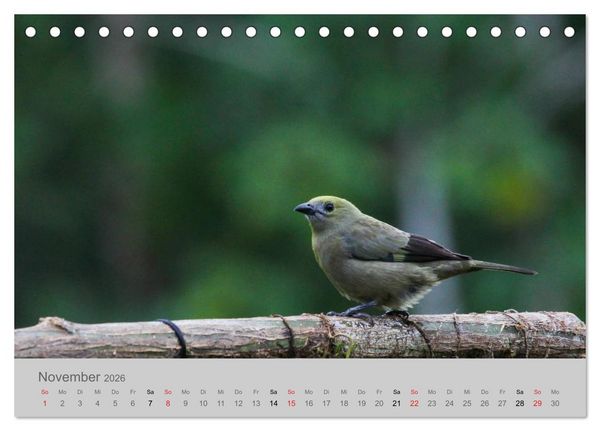 Produktbild: Costa Rica - Exotische V&ouml;gel im Regenwald (Tischkalender 2026 DIN A5 quer), CALVENDO Monatskalender