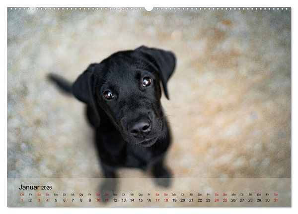 Produktbild: Retriever - Mit DIR hol ich die Sterne vom Himmel (hochwertiger Premium Wandkalender 2026 DIN A2 quer), Kunstdruck in Hochglanz