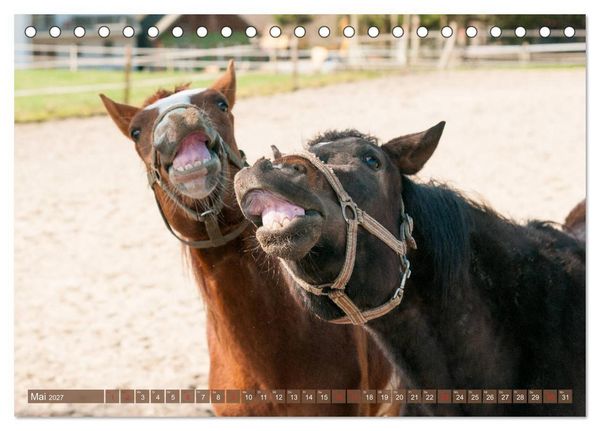 Produktbild: Das Lachen der Pferde - Lustige Gesichter (Tischkalender 2027 DIN A5 quer), CALVENDO Monatskalender