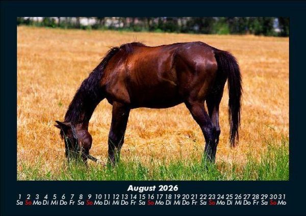 Produktbild: Pferdetraum 2026 Fotokalender DIN A5