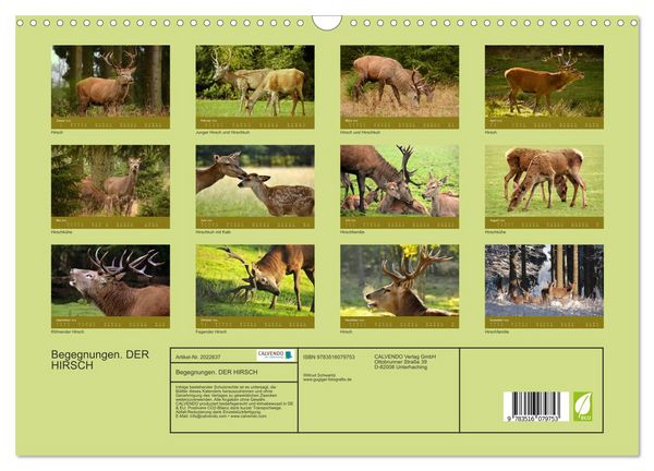 Produktbild: Begegnungen. DER HIRSCH (Wandkalender 2026 DIN A3 quer), CALVENDO Monatskalender