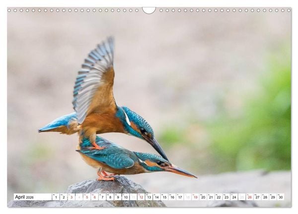 Produktbild: Faszination Eisvogel (Wandkalender 2026 DIN A3 quer), CALVENDO Monatskalender