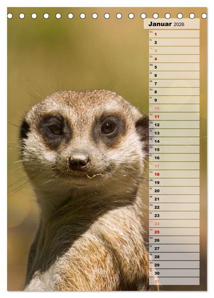 Produktbild: Erdm&auml;nnchen, putzige Kerlchen mit gro&szlig;en Knopfaugen (Tischkalender 2026 DIN A5 hoch), CALVENDO Monatskalender