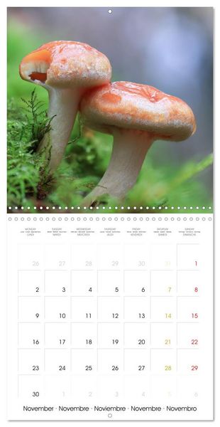 Produktbild: Les champignons - Un monde merveilleux (Calendrier mural carr&eacute; 2026 30x30 cm) Calendrier double avec une page pour vos prises de notes