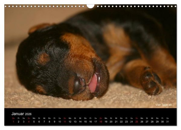 Produktbild: Airedale Terrier Welpen (Wandkalender 2026 DIN A3 quer), CALVENDO Monatskalender