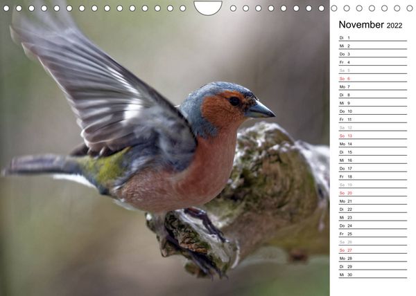 Produktbild: Gefiederte Sch&ouml;nheiten in Aktion (Wandkalender 2022 DIN A4 quer)