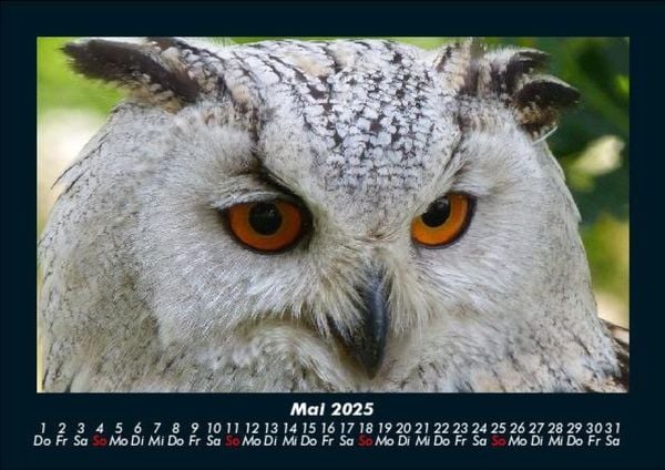 Produktbild: Vogelparadies 2025 Fotokalender DIN A5