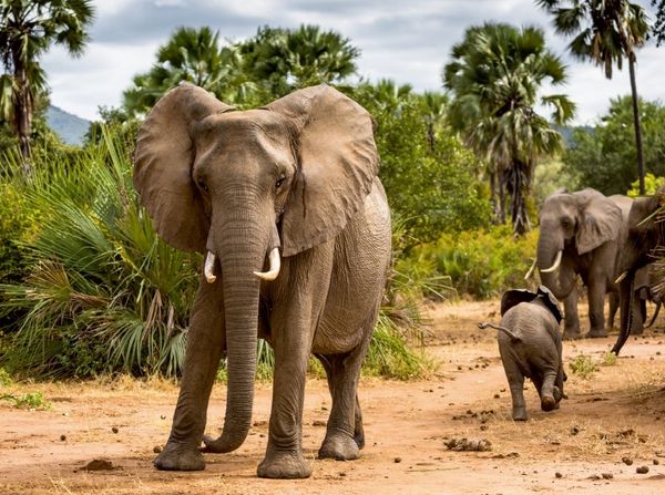 Produktbild: Abenteuer Sambia: Elefant mit Jungtier im Lower Zambezi National Park (Puzzle)