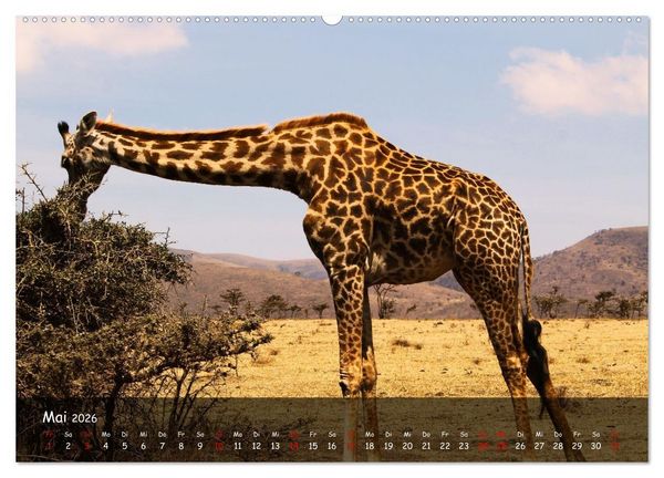 Produktbild: Wildes Ostafrika - Tansania und Kenia hautnah (Wandkalender 2026 DIN A2 quer), CALVENDO Monatskalender