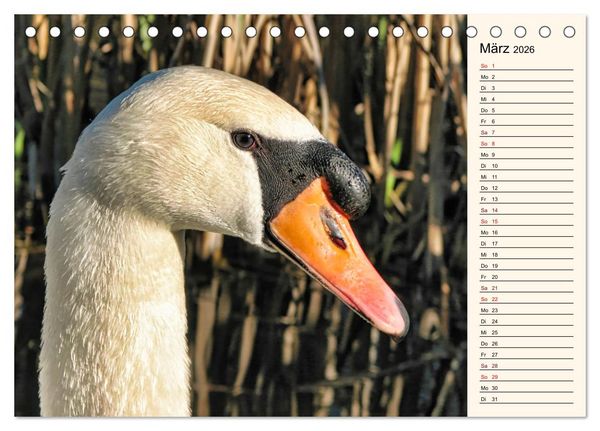 Produktbild: Schwanenzauber (Tischkalender 2026 DIN A5 quer), CALVENDO Monatskalender
