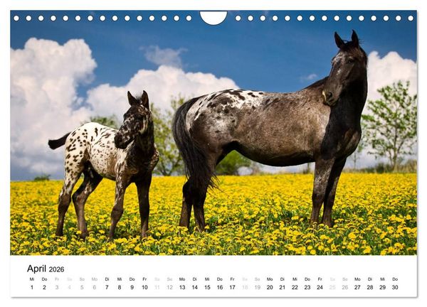 Produktbild: Pferde - Magdalena Strakova (Wandkalender 2026 DIN A4 quer), CALVENDO Monatskalender
