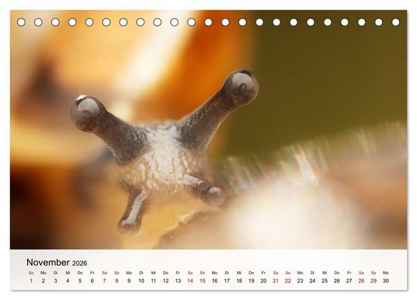 Produktbild: Verborgene Wunder (Tischkalender 2026 DIN A5 quer), CALVENDO Monatskalender