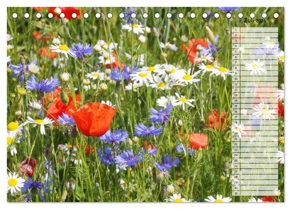 Produktbild: Klatschmohn im Feld (Tischkalender 2026 DIN A5 quer), CALVENDO Monatskalender