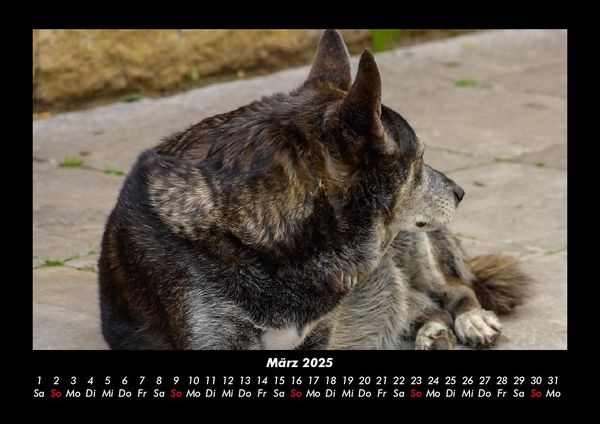 Produktbild: Hundezauber 2025 Fotokalender DIN A3