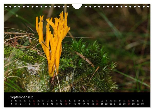 Produktbild: Pilze in Wald und Flur (Wandkalender 2026 DIN A4 quer), CALVENDO Monatskalender