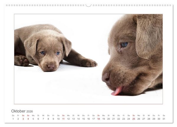 Produktbild: Labradorwelpen - Freunde f&uuml;rs Leben (Wandkalender 2026 DIN A2 quer), CALVENDO Monatskalender