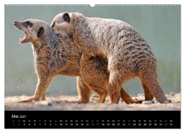 Produktbild: Erdm&auml;nnchen - Tierkinder (Wandkalender 2027 DIN A2 quer), CALVENDO Monatskalender