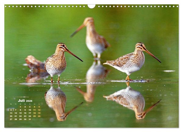 Produktbild: V&ouml;gel in unserer Heimat: Kiebitz, Wiedehopf und Turteltaube (Wandkalender 2026 DIN A3 quer), CALVENDO Monatskalender