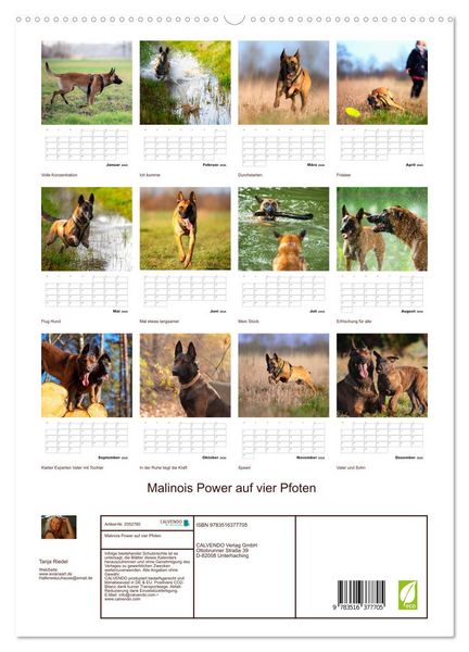 Produktbild: Malinois Power auf vier Pfoten (hochwertiger Premium Wandkalender 2026 DIN A2 hoch), Kunstdruck in Hochglanz