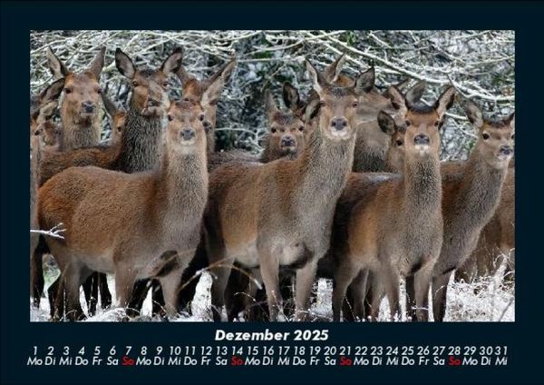 Produktbild: Welt der Tiere 2025 Fotokalender DIN A5