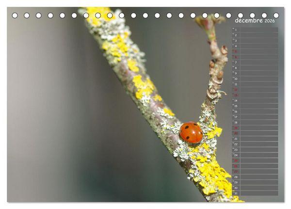 Produktbild: Coccinelles rouges &agrave; points noirs (Calendrier de bureau 2026 DIN A5 vertical), CALVENDO calendrier mensuel