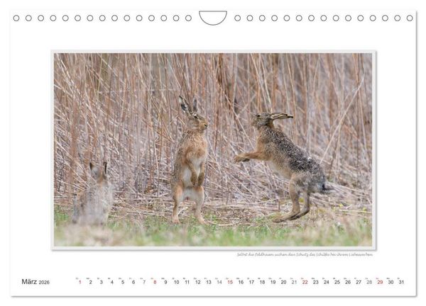 Produktbild: Neusiedler See / CH-Version (Wandkalender 2026 DIN A4 quer), CALVENDO Monatskalender