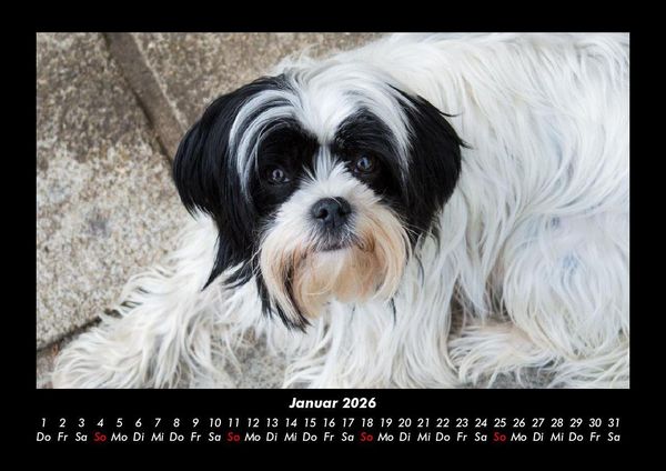 Produktbild: Der Hundekalender 2026 Fotokalender DIN A3
