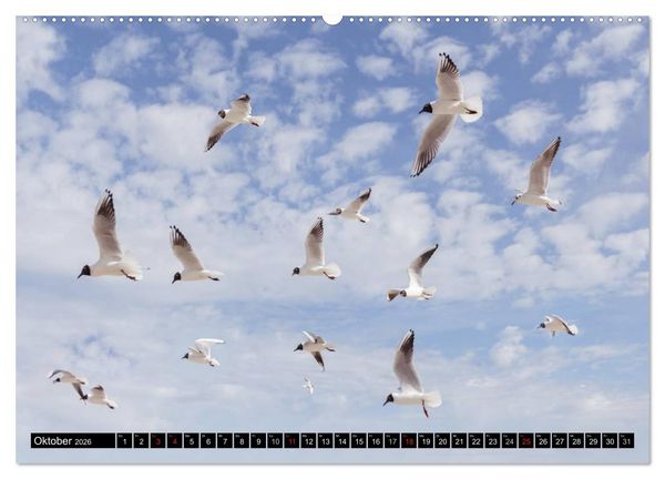 Produktbild: Ostsee - Tr&auml;ume vom Meer (hochwertiger Premium Wandkalender 2026 DIN A2 quer), Kunstdruck in Hochglanz