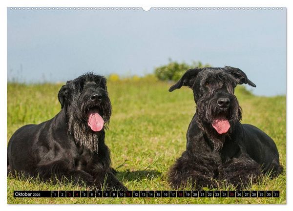 Produktbild: Treuer Freund Riesenschnauzer (Wandkalender 2026 DIN A2 quer), CALVENDO Monatskalender