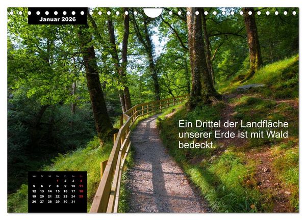 Produktbild: Schlaumeier-Kalender - Thema: Wald (Wandkalender 2026 DIN A4 quer), CALVENDO Monatskalender