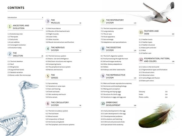 Produktbild: How Birds Work