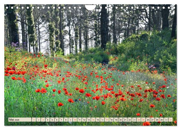 Produktbild: Magic Moments - LA PALMA (Wandkalender 2026 DIN A4 quer), CALVENDO Monatskalender