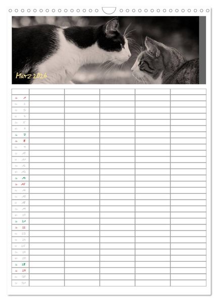 Produktbild: Miezekatzen Planungskalender (Wandkalender 2026 DIN A3 hoch), CALVENDO Monatskalender