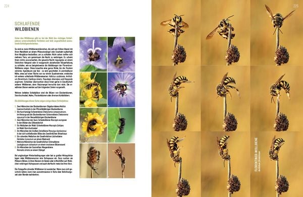 Produktbild: Wildbienenhelfer