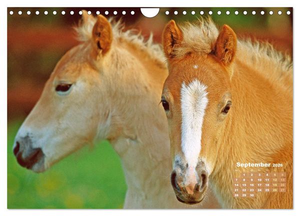 Produktbild: Haflinger: Die blonden Pferde von der Alm (Wandkalender 2026 DIN A4 quer), CALVENDO Monatskalender