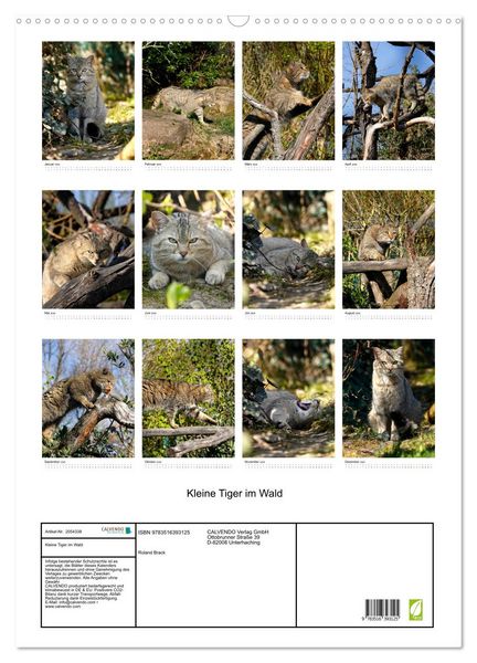 Produktbild: Kleine Tiger im Wald (Wandkalender 2026 DIN A2 hoch), CALVENDO Monatskalender