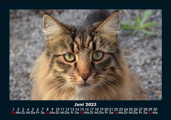 Produktbild: Der Tierkalender 2025 Fotokalender DIN A5