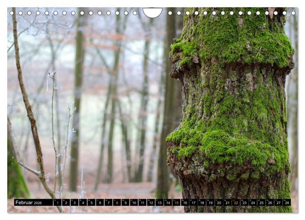 Produktbild: Magische Waldwesen (Wandkalender 2026 DIN A4 quer), CALVENDO Monatskalender