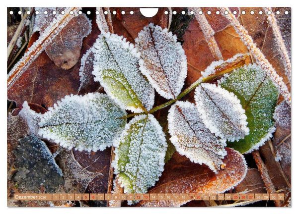 Produktbild: Natur, die bezaubert (Wandkalender 2026 DIN A4 quer), CALVENDO Monatskalender