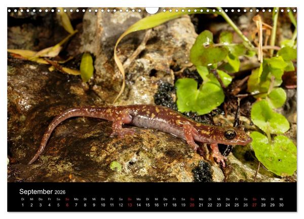 Produktbild: Salamander und Molche (Wandkalender 2026 DIN A3 quer), CALVENDO Monatskalender
