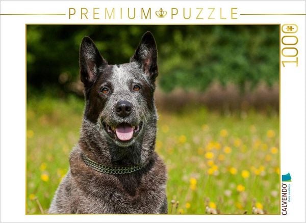 Produktbild: CALVENDO Puzzle Ein Motiv aus dem Kalender Power auf 4 Pfoten. Australian Cattle Dog | 1000 Teile Lege-Gr&ouml;&szlig;e 64x48cm Foto-Puzzle f&uuml;r gl&uuml;ckliche Stunden