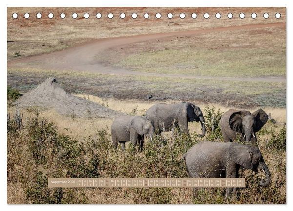 Produktbild: Afrikas Tierwelt - Wilde Elefanten (Tischkalender 2026 DIN A5 quer), CALVENDO Monatskalender