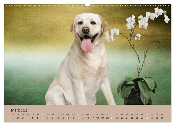 Produktbild: Labrador Retriever unsere Freunde (hochwertiger Premium Wandkalender 2026 DIN A2 quer), Kunstdruck in Hochglanz