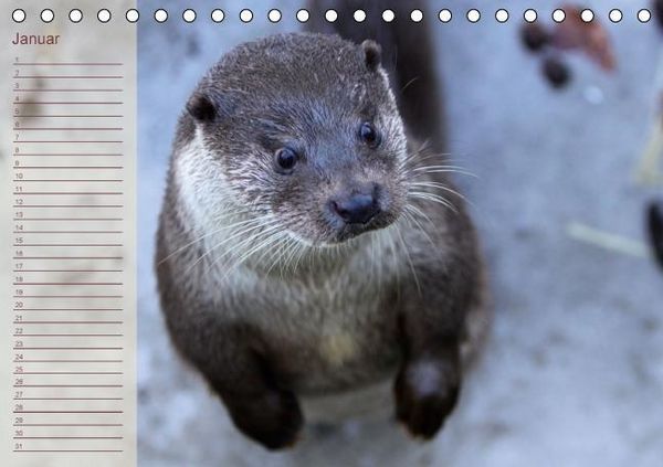 Produktbild: Fischotter Geburtstagskalender (Tischkalender immerw&auml;hrend DIN A5 quer)