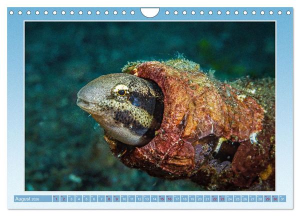 Produktbild: fisch portrait (Wandkalender 2026 DIN A4 quer), CALVENDO Monatskalender
