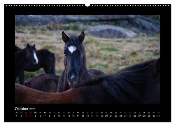 Produktbild: Garranos - Bedrohte Wildpferde Europas (hochwertiger Premium Wandkalender 2026 DIN A2 quer), Kunstdruck in Hochglanz