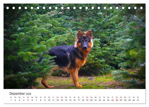 Produktbild: Sch&auml;ferhunde - Die gutm&uuml;tigen Wegbegleiter. (Tischkalender 2026 DIN A5 quer), CALVENDO Monatskalender