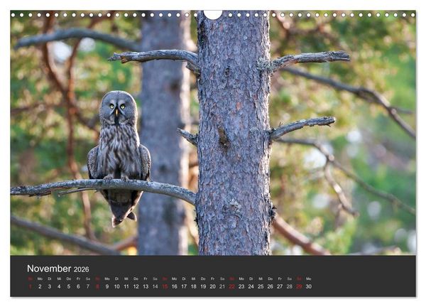 Produktbild: V&ouml;gel im Norden Europas (Wandkalender 2026 DIN A3 quer), CALVENDO Monatskalender
